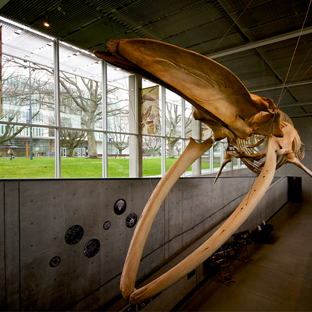 Beaty Biodiversity Museum at UBC image